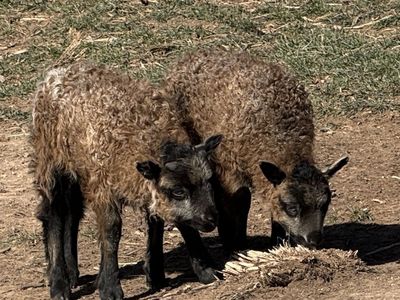 Purebred Icelandic Sheep Ram And Ewe Lambs