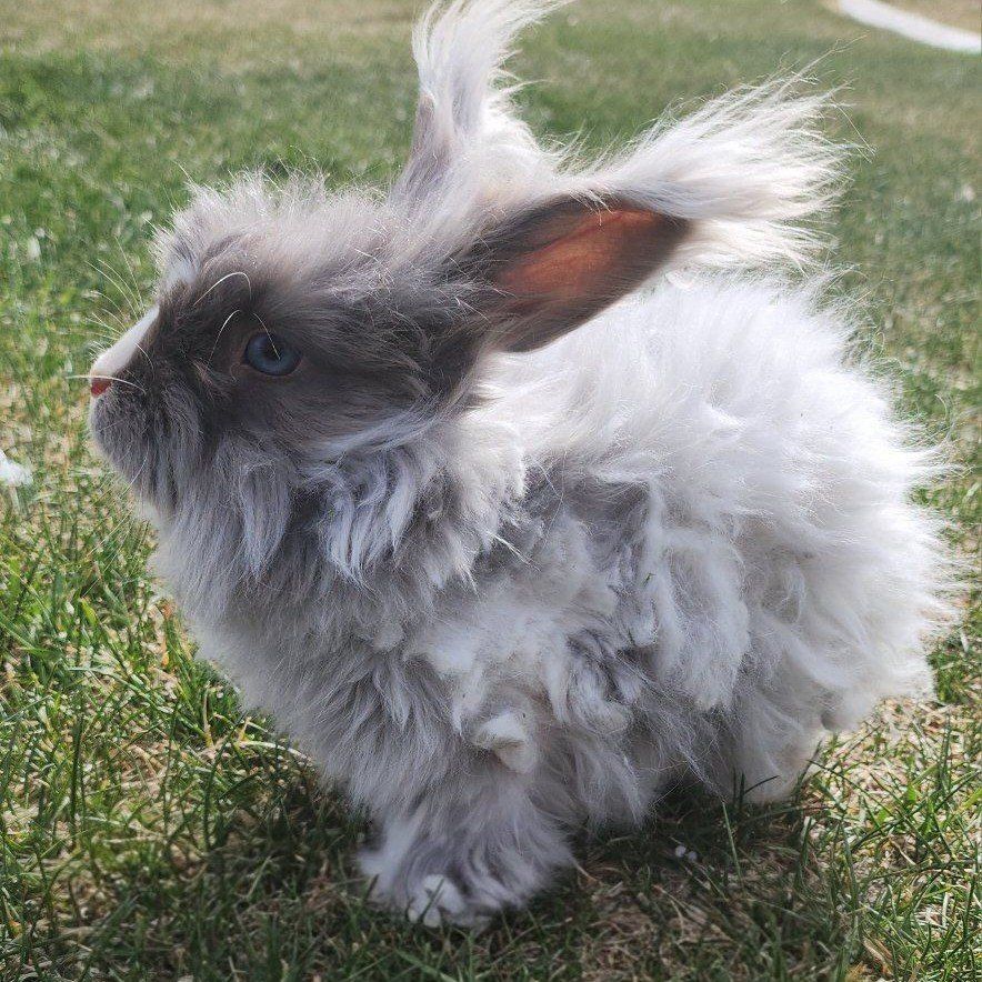 English Angora Rabbit Doe pedigreed