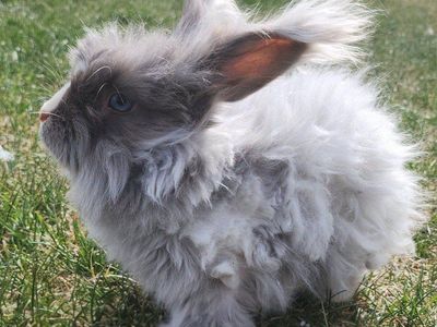 English Angora Rabbit Doe pedigreed