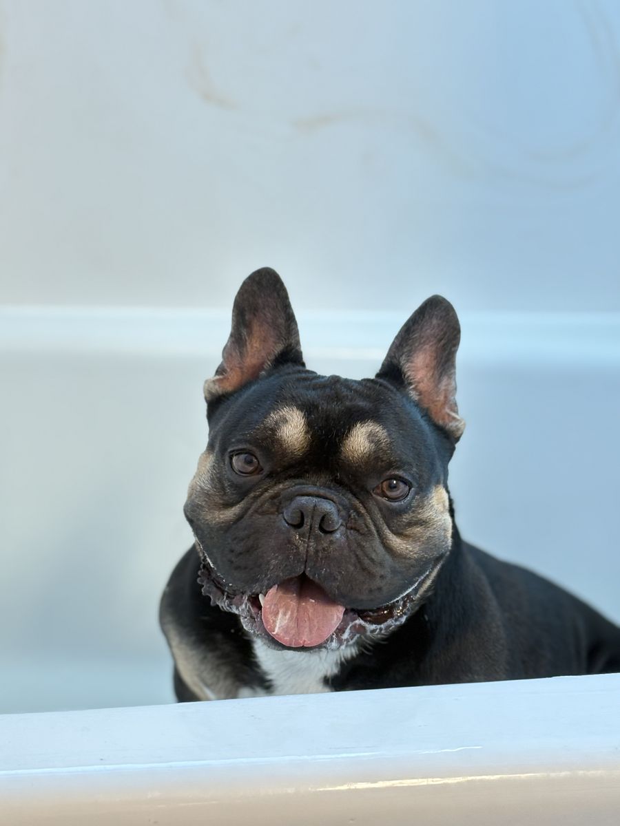 French Bulldog Male