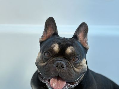 French Bulldog Male