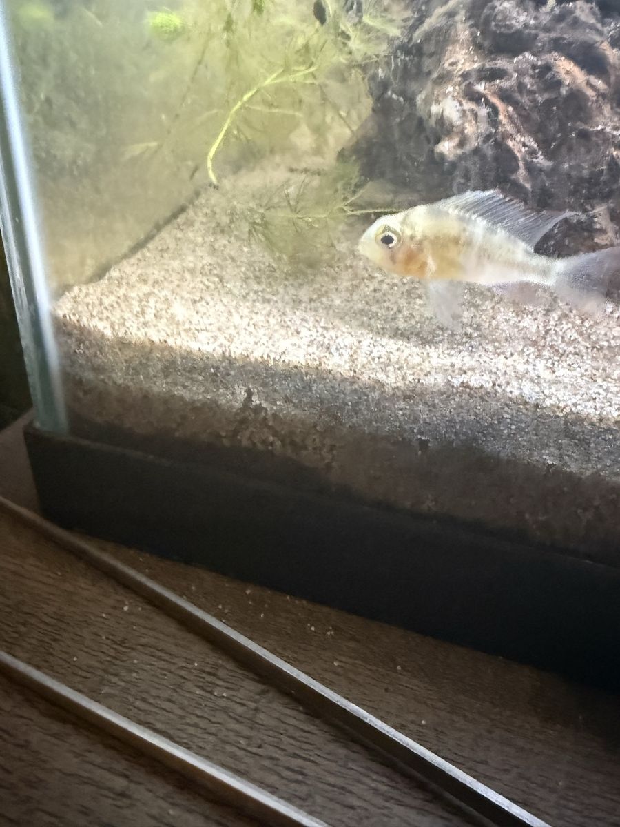 Bolivian Ram Fish
