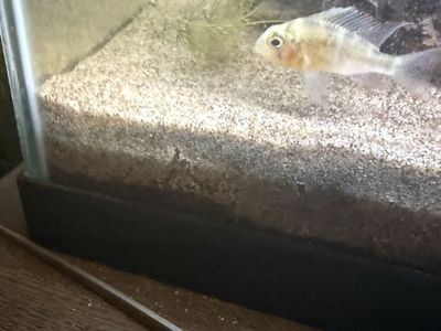 Bolivian Ram Fish