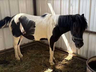 10 yr old gelding pony