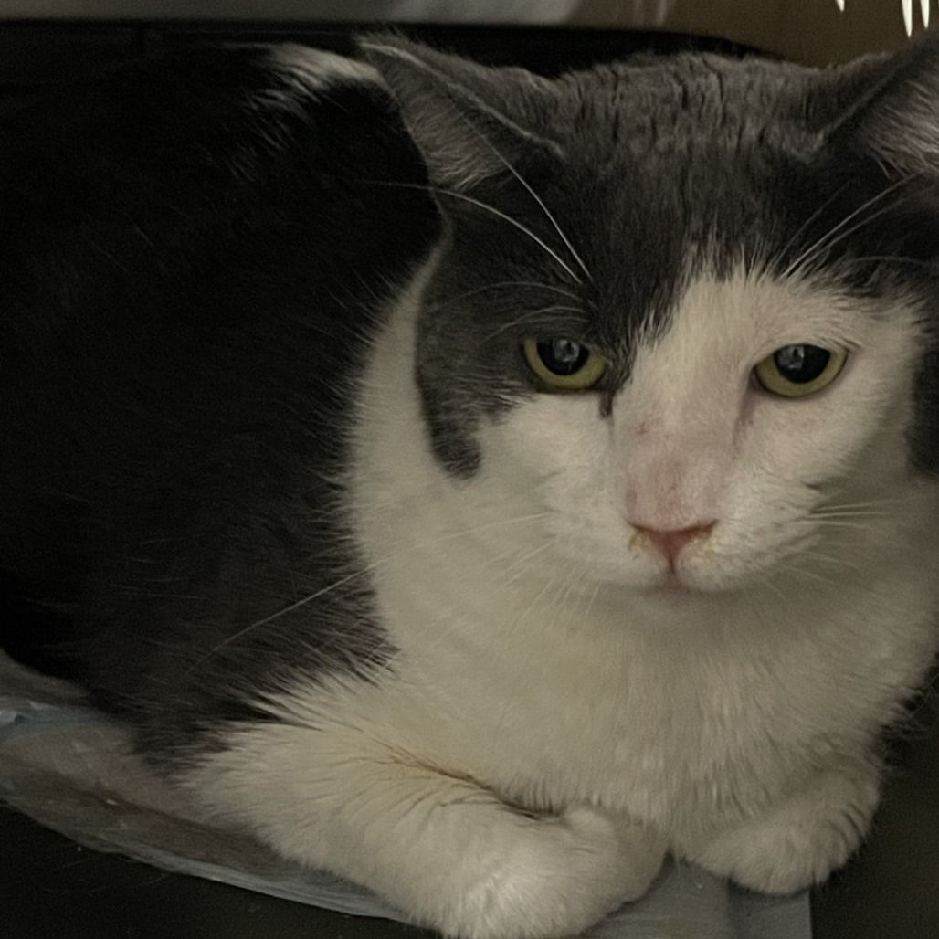 Hello my name is Knox