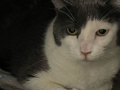 Hello my name is Knox