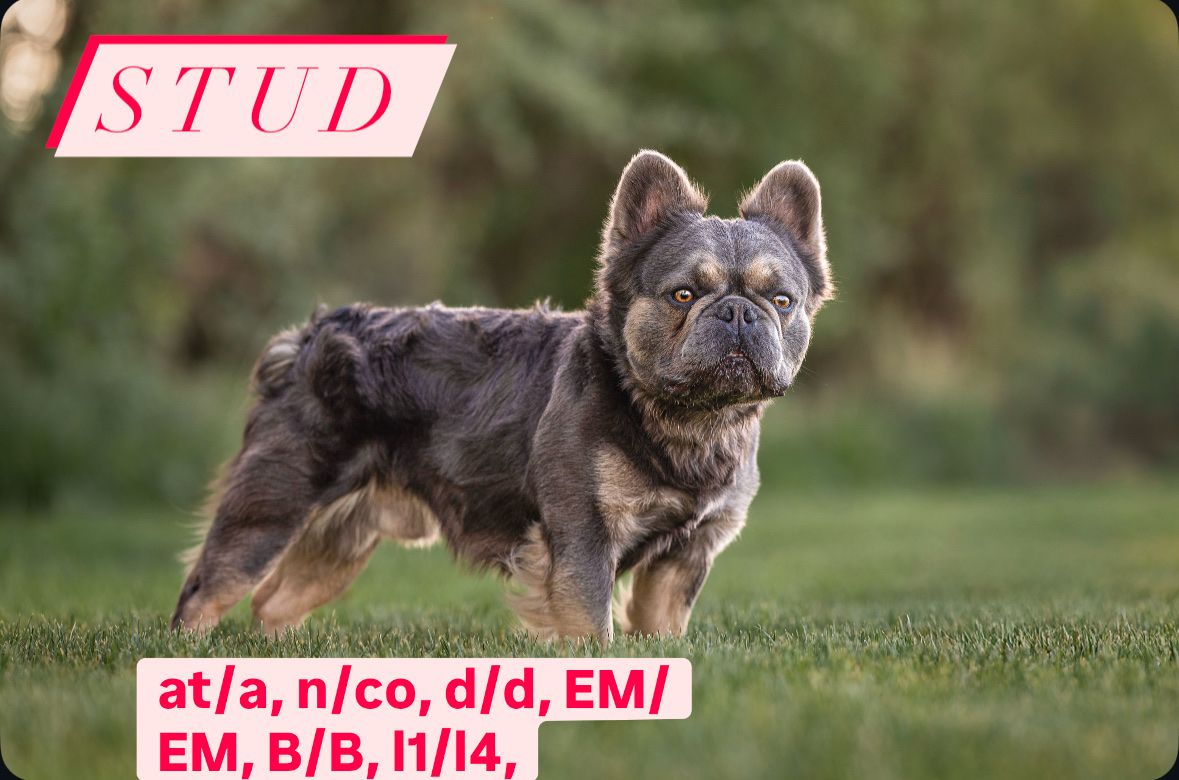 Fluffy French Bulldog Stud Service