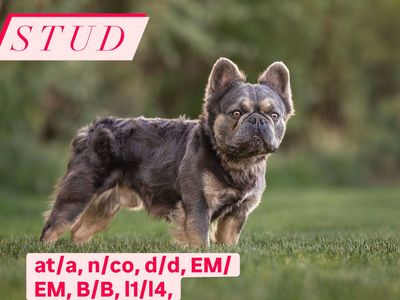 Fluffy French Bulldog Stud Service