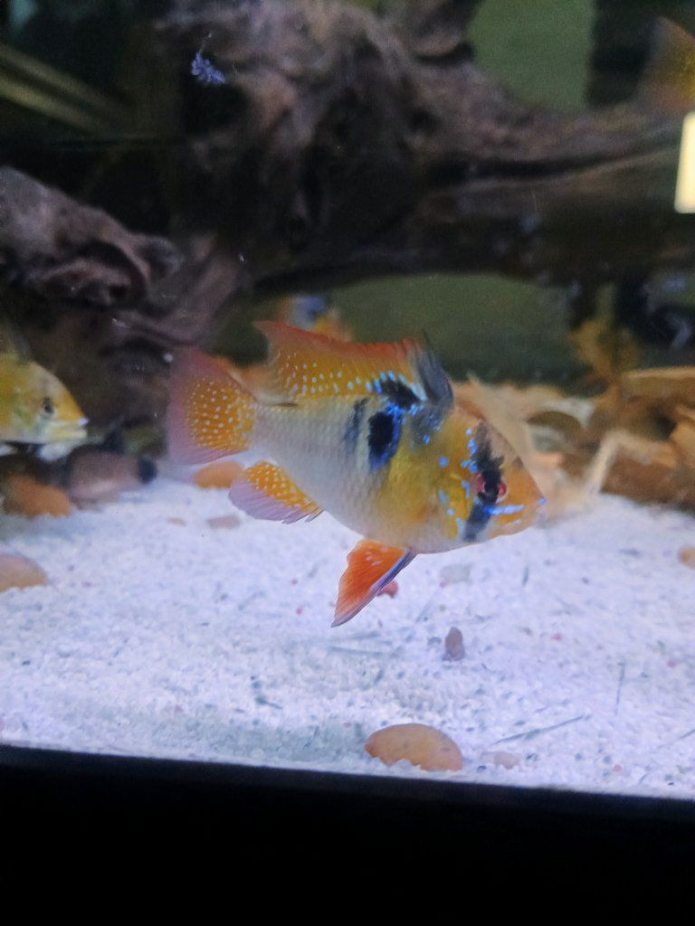 German blue Ram