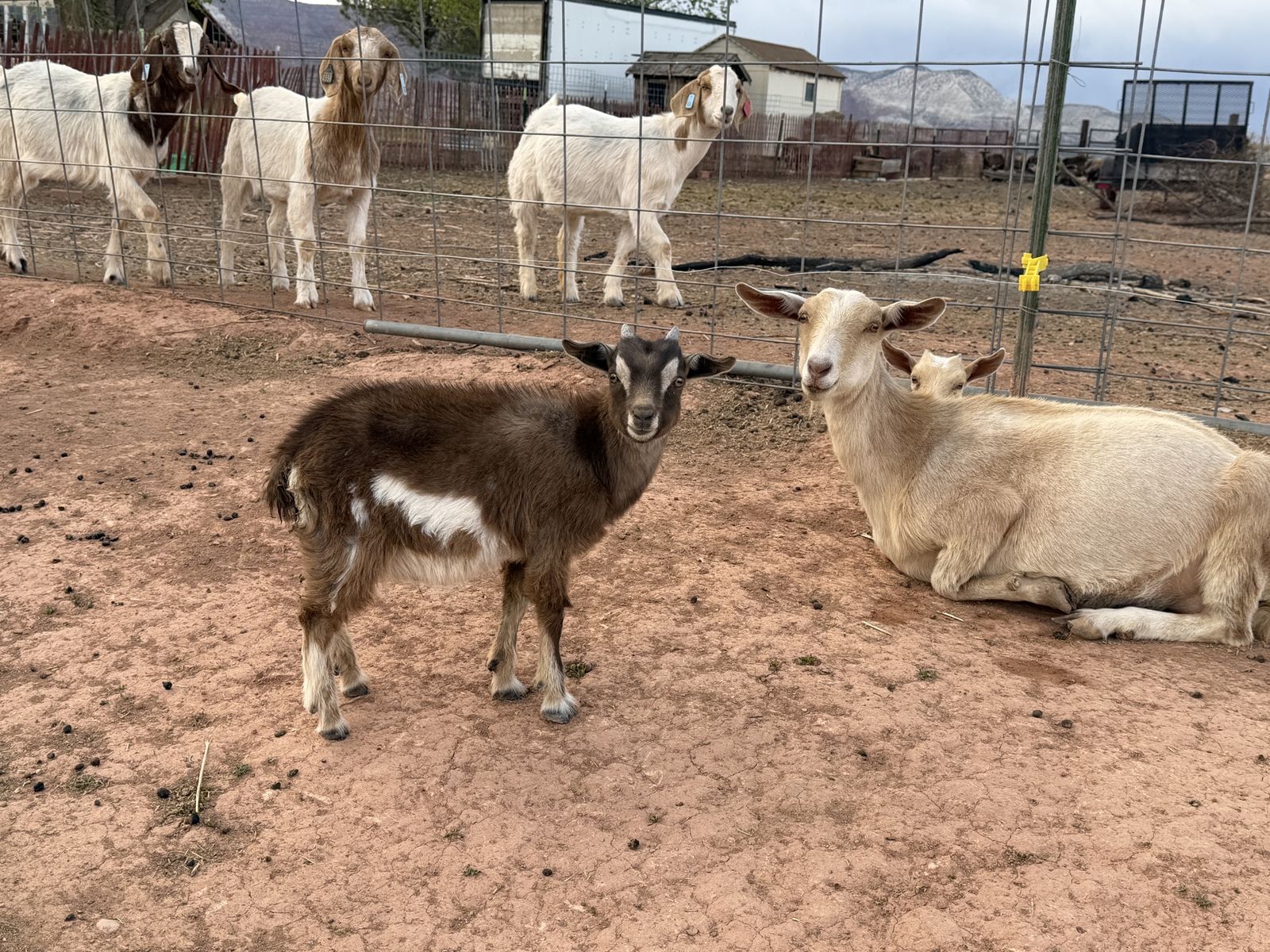Nanny goat with two babies Nigerian Dwarf cross