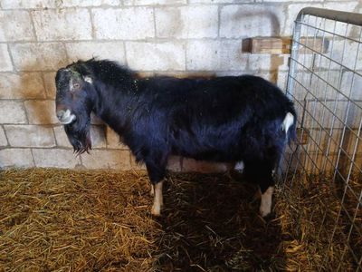 Sweet Deserets nFamous buck for sale great stud goat intact for breeding