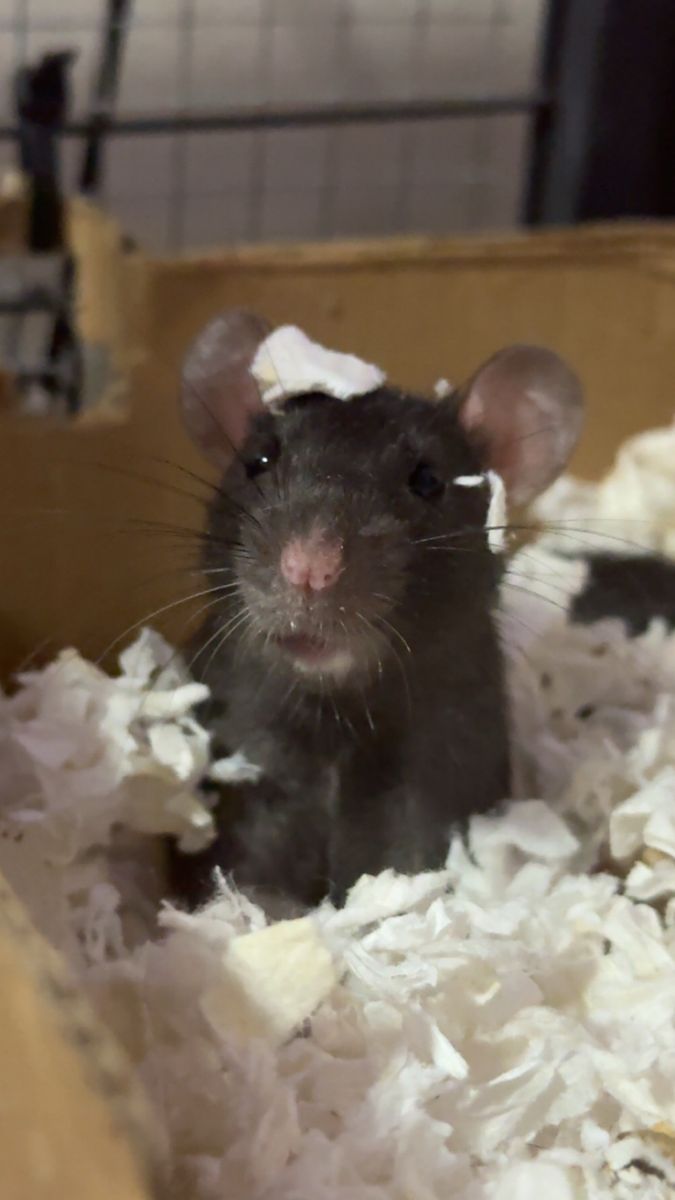 IOS rat cage