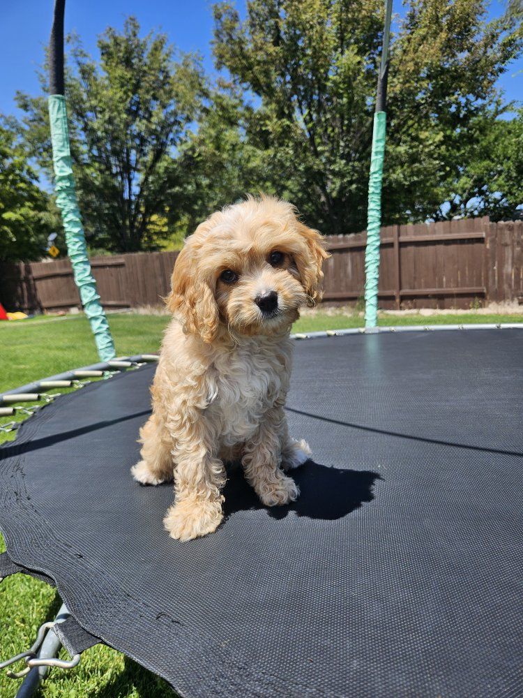 Male Golden Cavapoo puppy, ready now