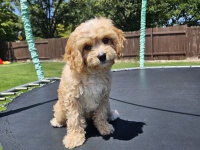 Male Golden Cavapoo puppy, ready now