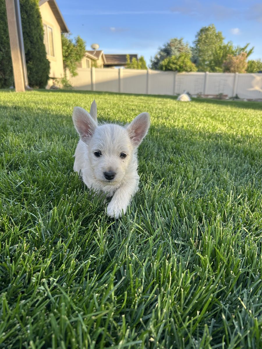 Adorable Westie Puppies- Ready for a Loving Home!