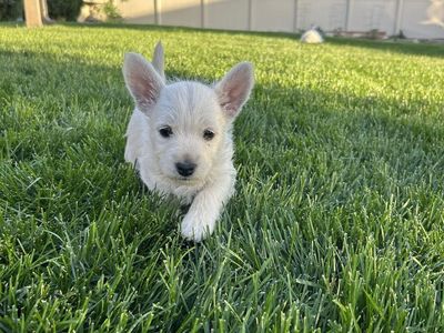 Adorable Westie Puppies- Ready for a Loving Home!