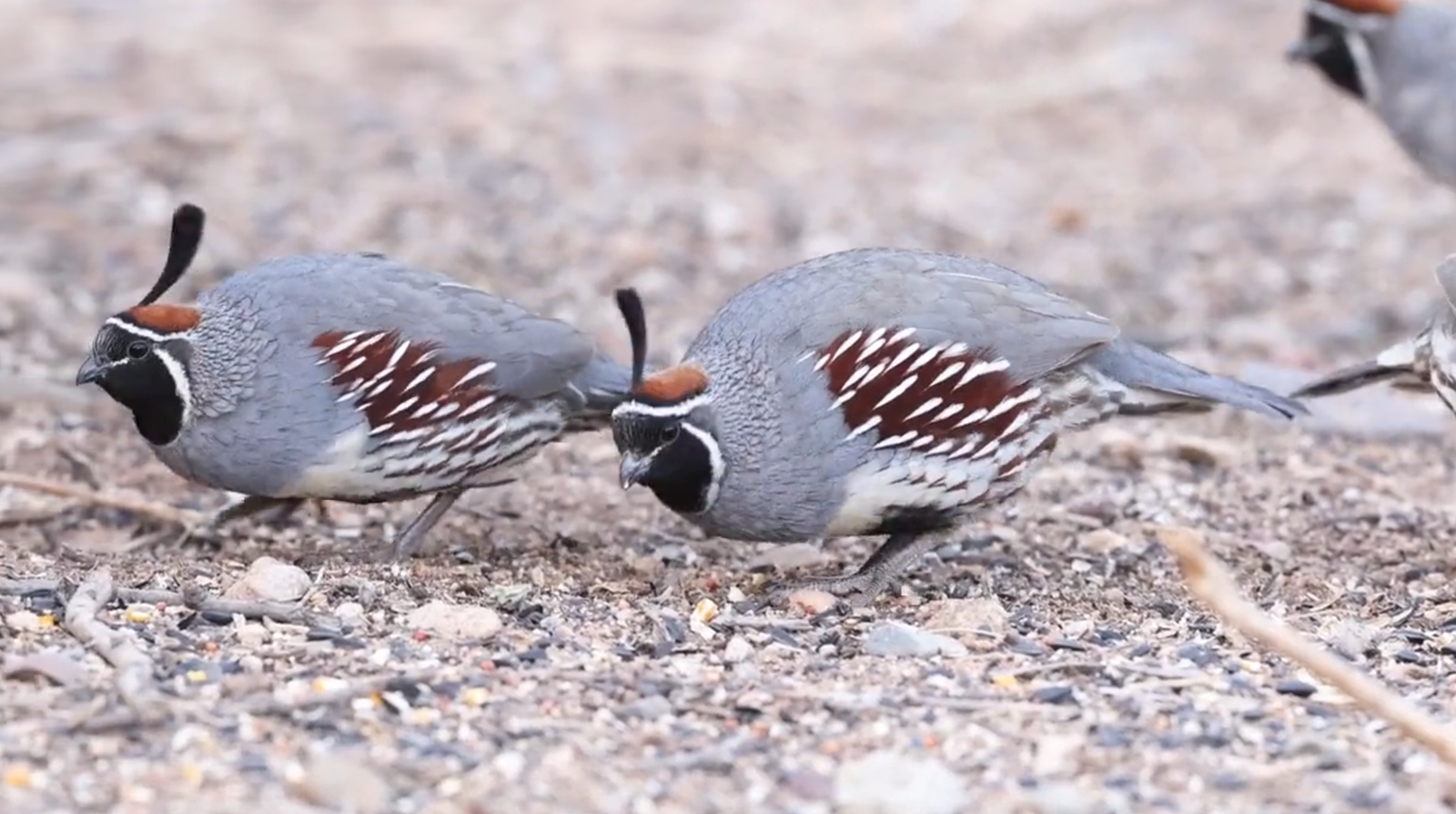 Gambel's Quail