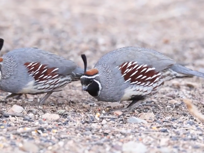 Gambel's Quail