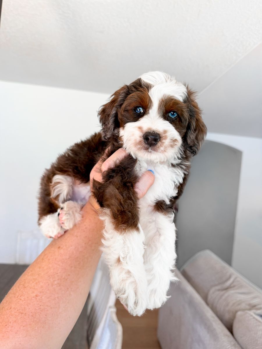 Micro Mini Sable, Merle, blue eyed Bernedoodle