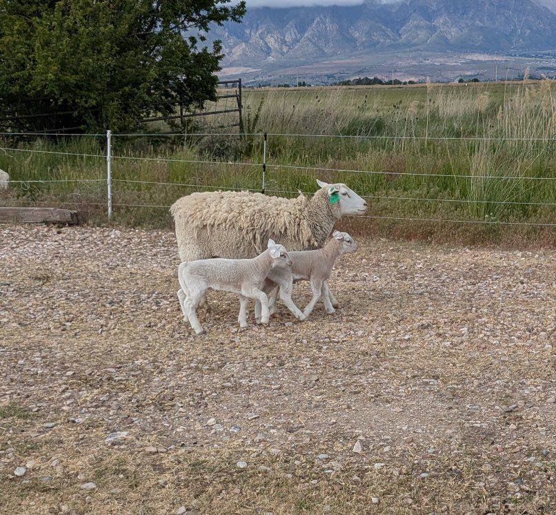 ewe with lambs on side