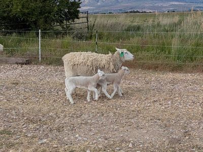 ewe with lambs on side