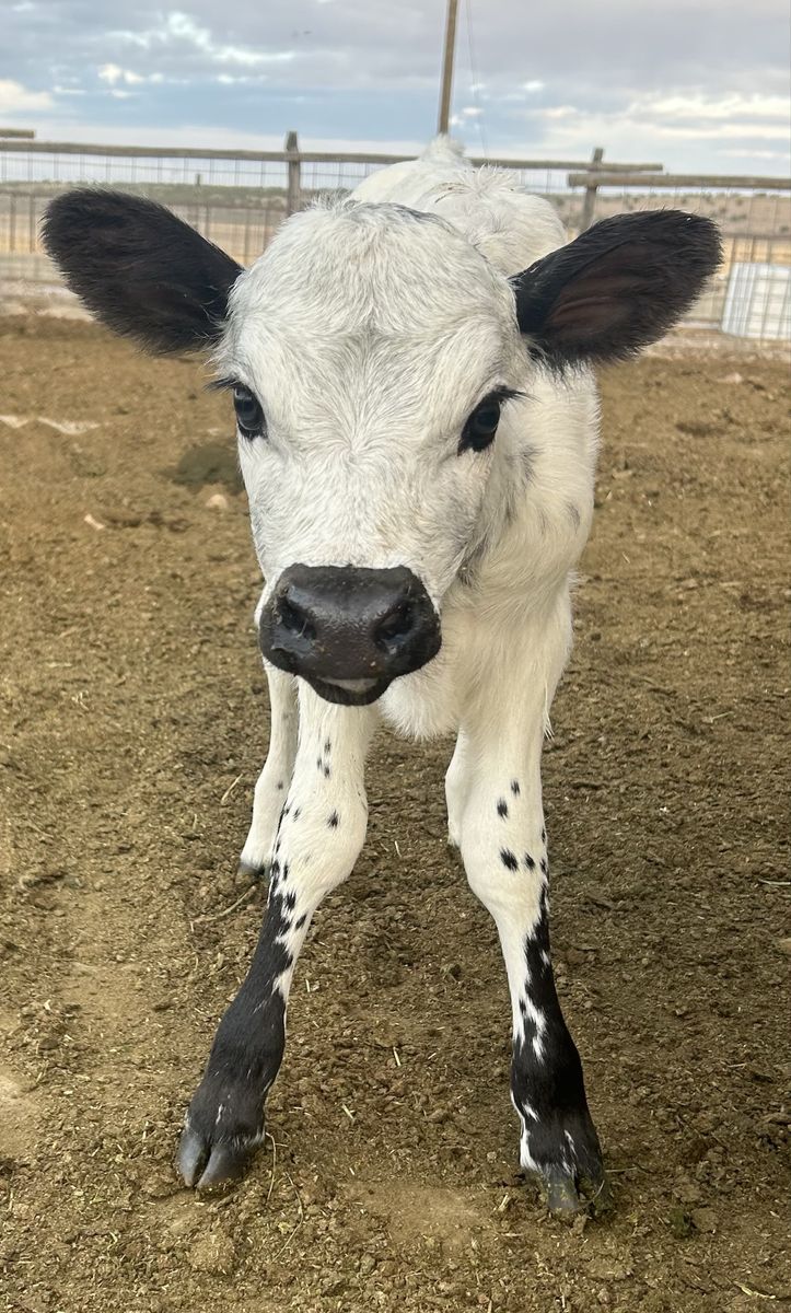 British white/jersey heifer calf