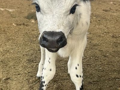 British white/jersey heifer calf
