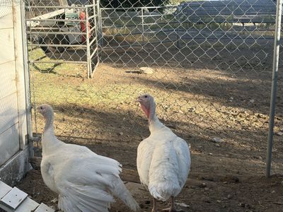 Turkeys