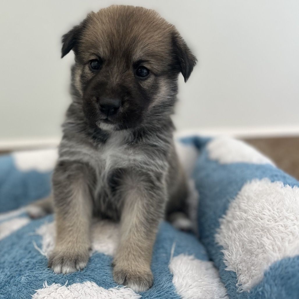 Hello my name is Pawdme