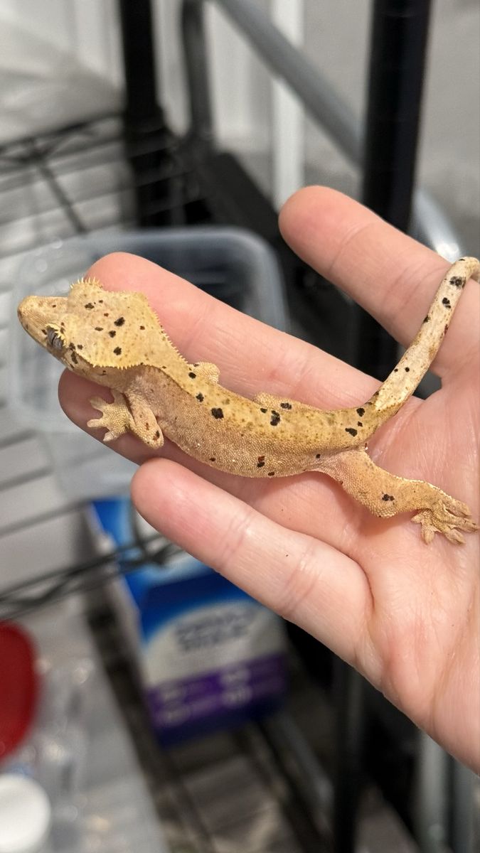 Orange Dalmatian - possibly female