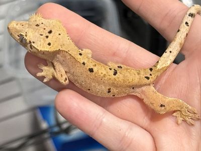 Orange Dalmatian - possibly female