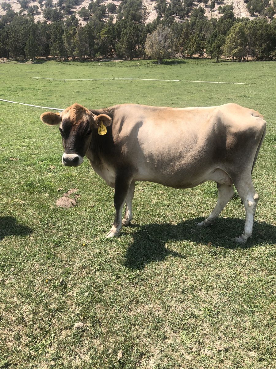 Jersey nurse cow