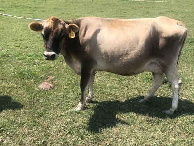 Jersey nurse cow