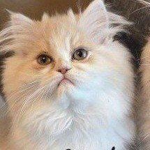 Purebred Persian kittens (1 boy left)