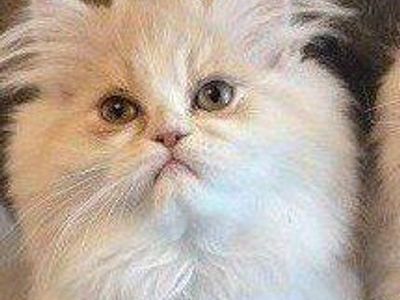 Purebred Persian kittens (1 boy left)