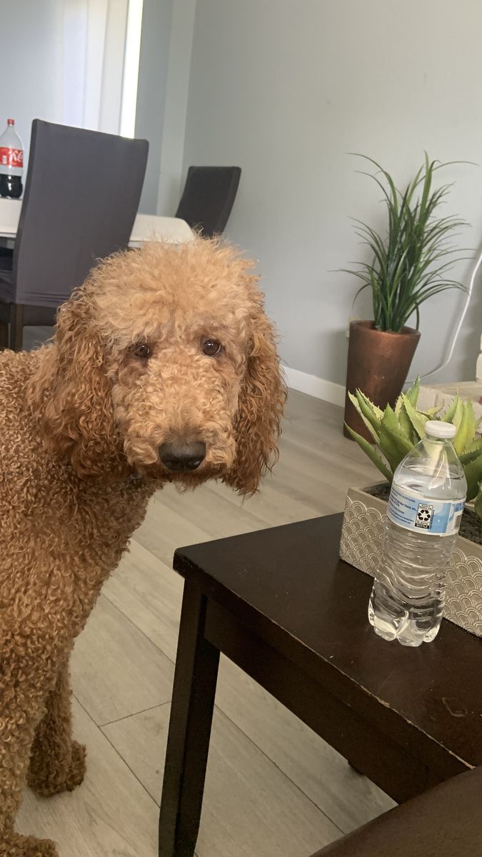PUREBRED STANDARD POODLE FEMALE