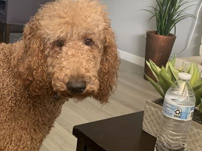PUREBRED STANDARD POODLE FEMALE