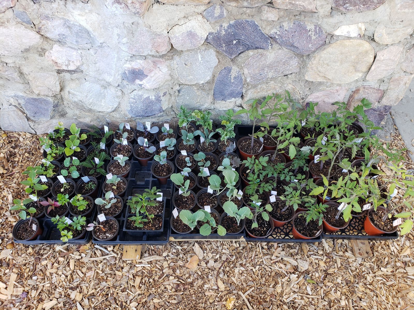 Organic Heirloom Veggie Plants-Buy 5 get 1 FREE