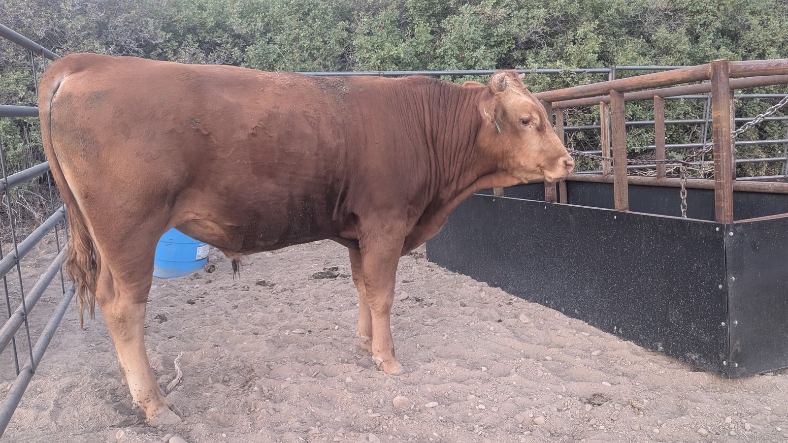 Fullblood Akaushi Bull