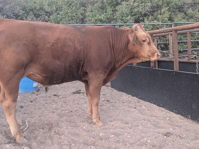 Fullblood Akaushi Bull