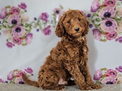 Boy Hummer - Mini Goldendoodle $1500
