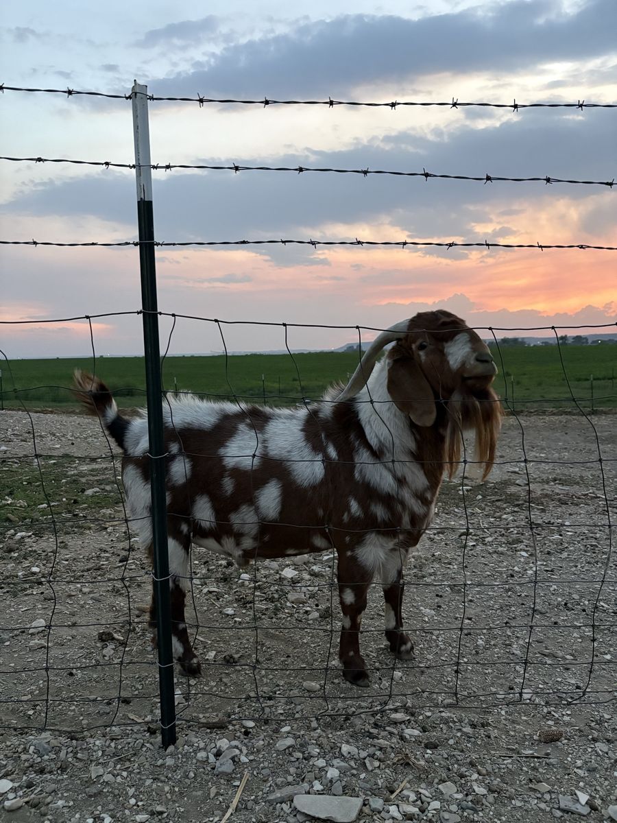 Boer Bucks up For Rent