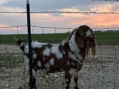 Boer Bucks up For Rent