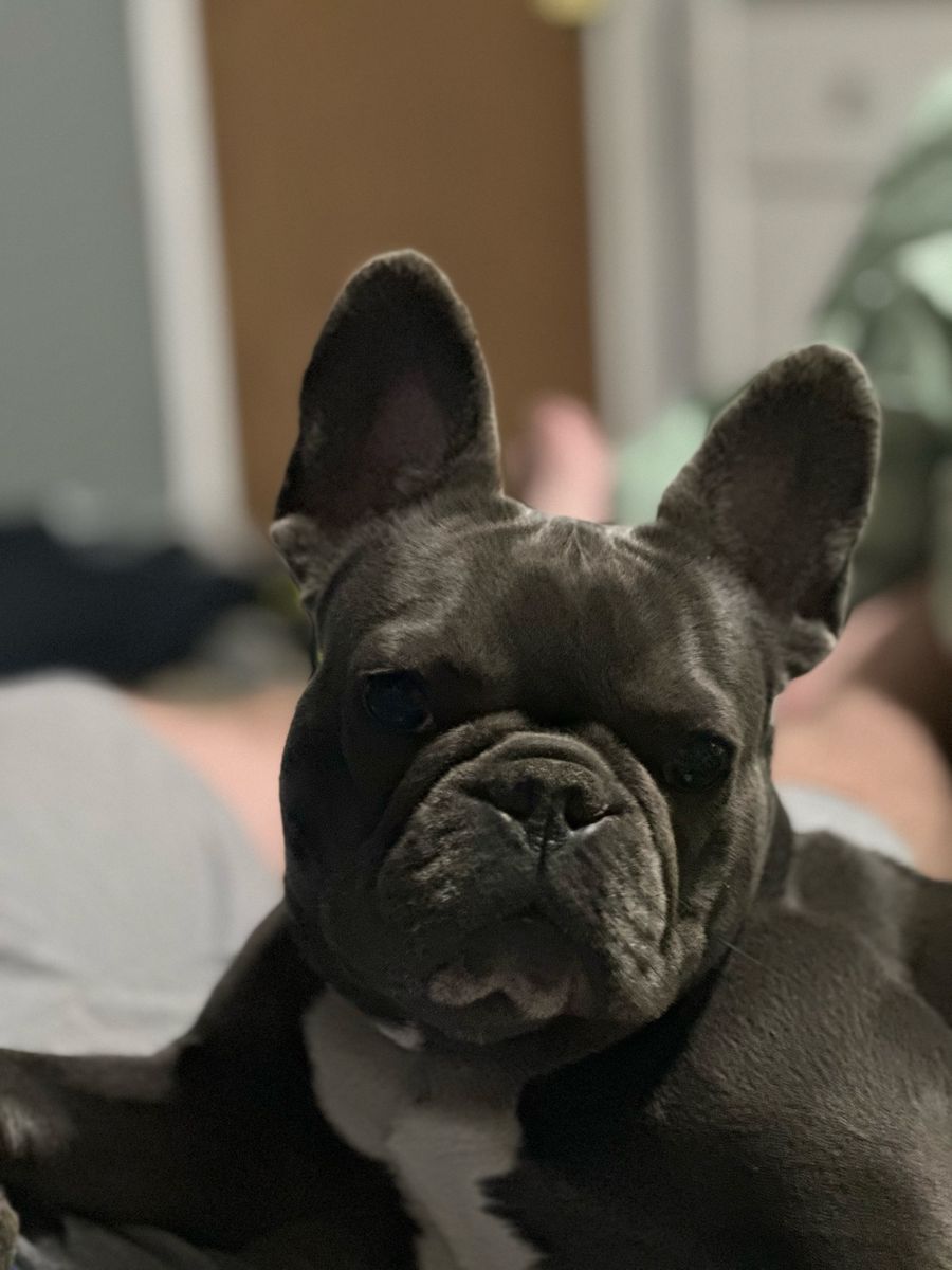 AKC Female Frenchie