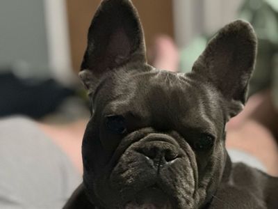AKC Female Frenchie