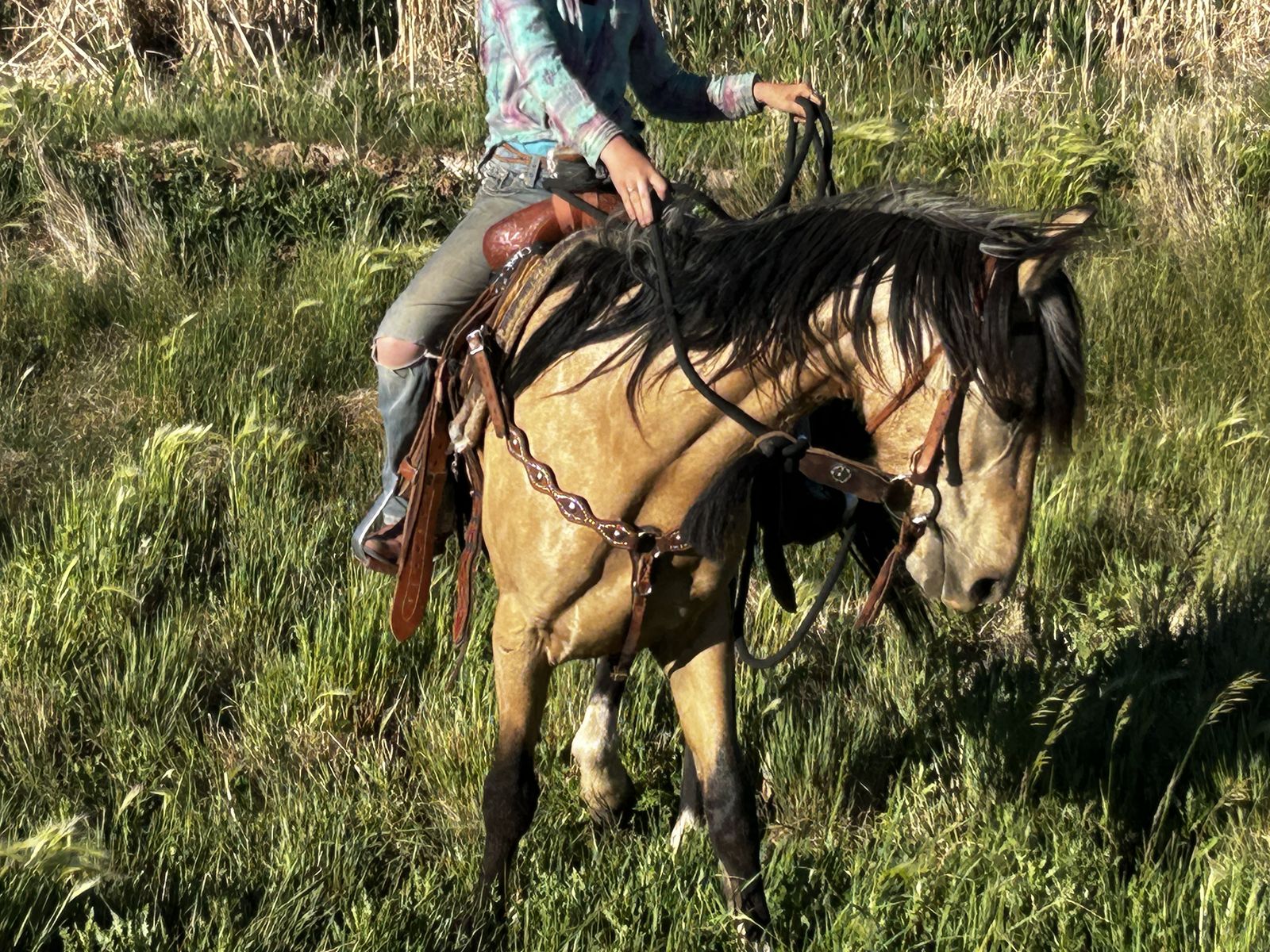 3-4 yr old gelding