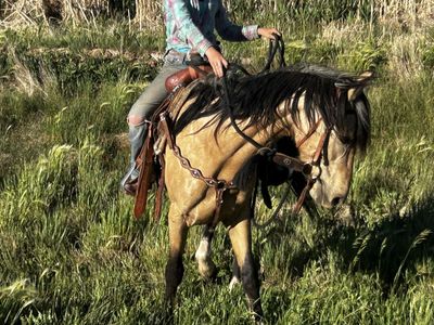 3-4 yr old gelding