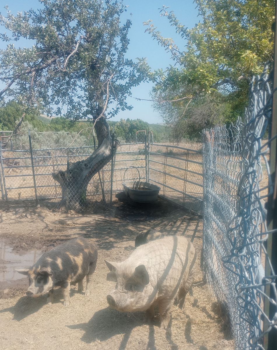 Kunekune pigs