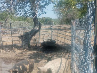 Kunekune pigs