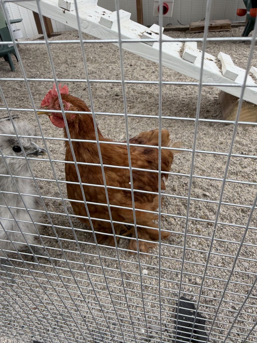 Bantam Cochin Rooster